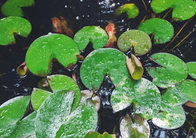 濟(jì)南庭院設(shè)計(jì)怡樂花園丨丁丁花友會——植物越夏養(yǎng)護(hù)